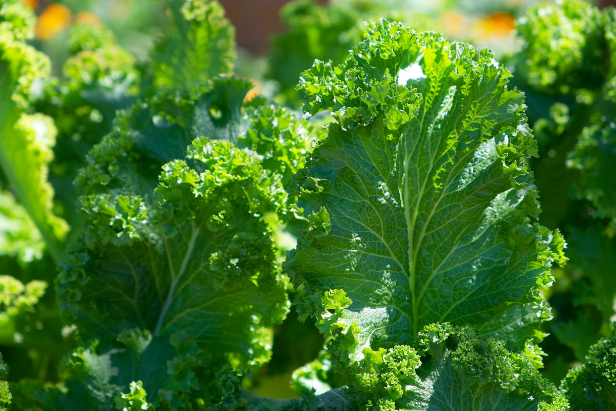 Brócoli verde
